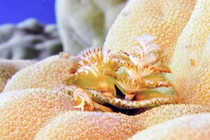 Red Sea Corals 